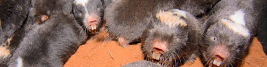 mole rat banner